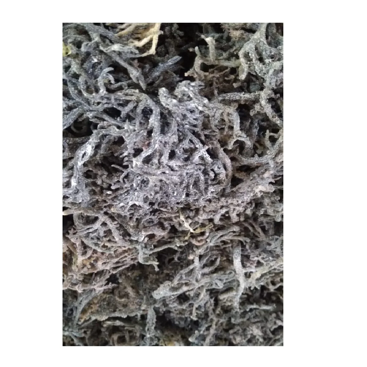 Полезная морская смесь/Eucheuma Cottonii для изготовления геля и десерта из