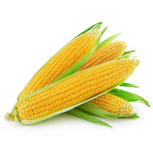 
Yellow Corn Whole Frozen Corn Cob Sweet Yellow Corn 