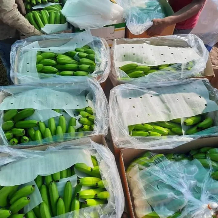 Vietnamese Cavendish Bananaare rich in nutrients for the body and are exported to the EU, ASIA markets and many other countries.