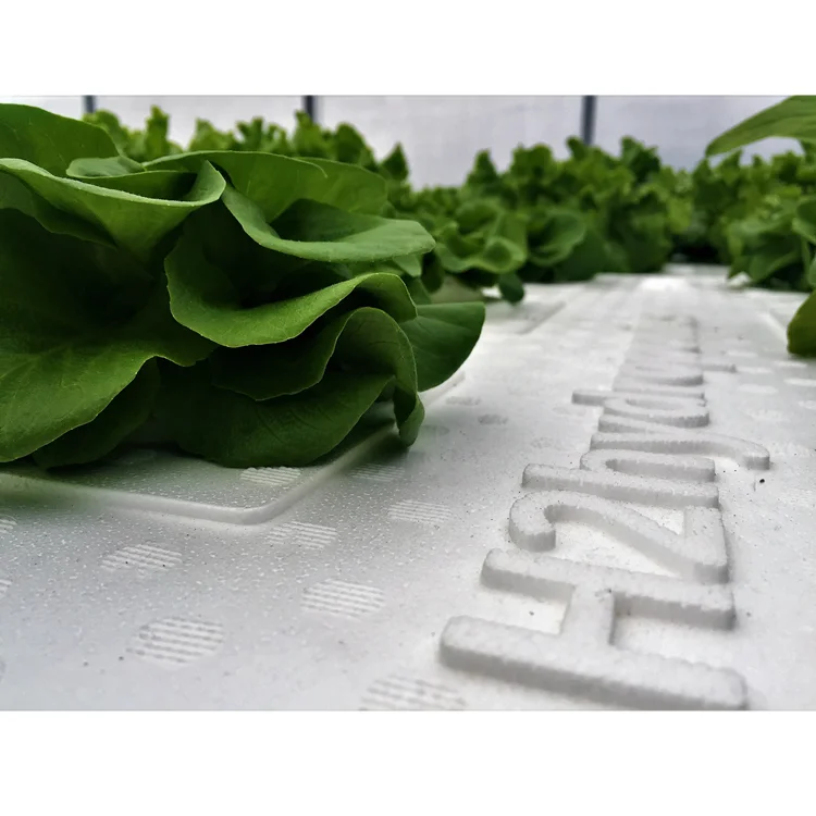 
Efficient Polycarbonate Greenhouse with Hydroponic NFT Growing System for Lettuce and Multicrops 