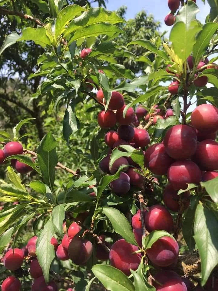 
Fresh Cherry Plum Cherry doi Wholesale From Thailand 