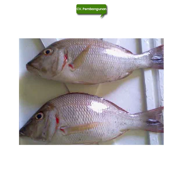 Quality Certified Frozen Red Spot Emperor Fish Fillet from Leading Seller