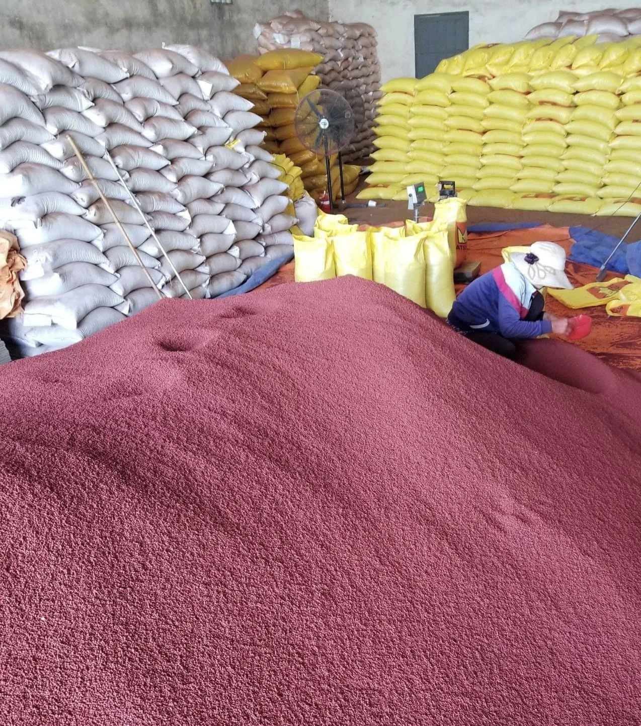 Большое количество орехов аннато высокое качество Вьетнам высокая Пищевая ценность Сушеные Орехи мс Анна + 84902804571