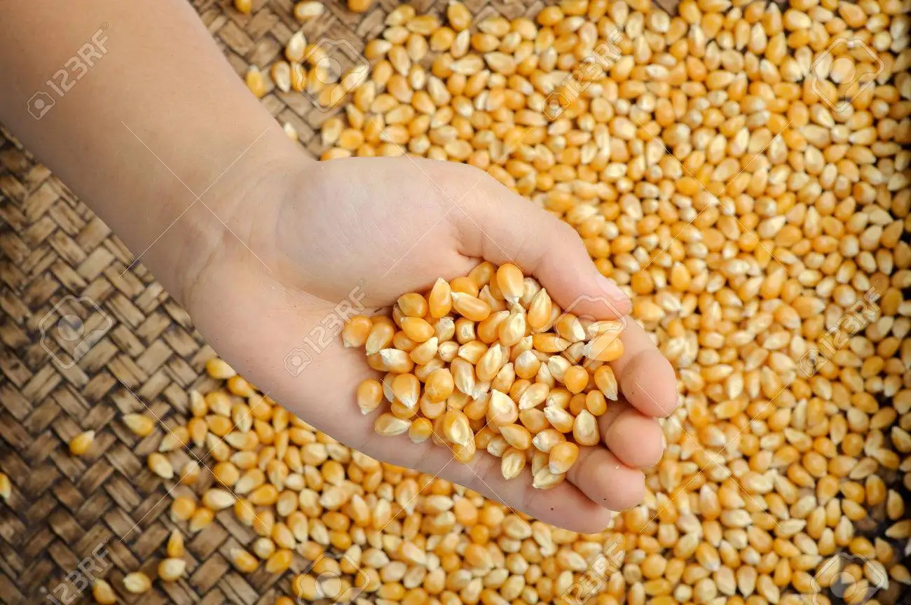 Popcorn Maize