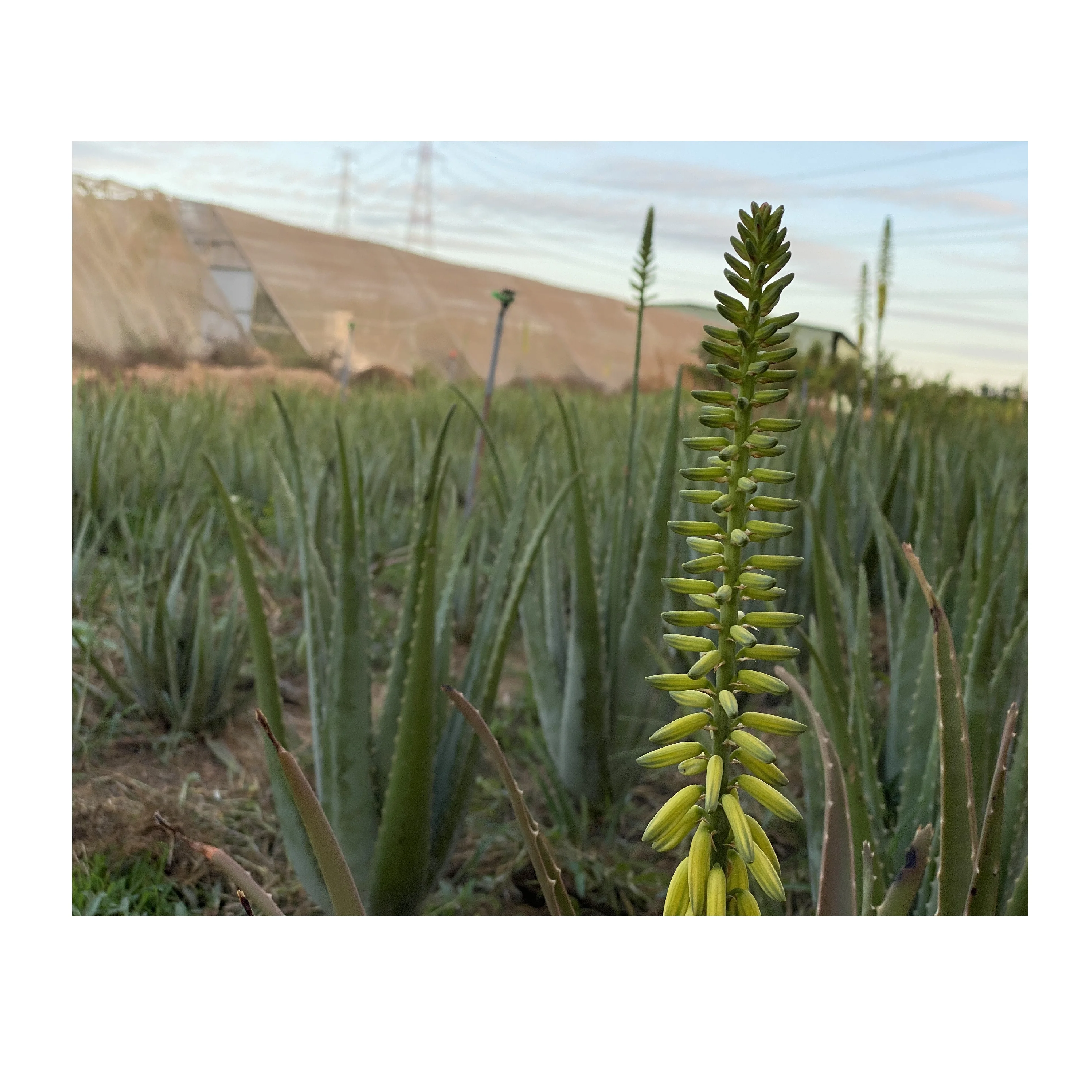 Viet Nam Organic Fresh Vegetables 100 % Homemade Aloe Vera with Perfect Useful Beauty Pharmaceutical  Functions