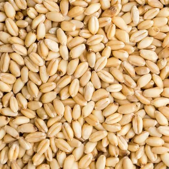 Human Consumption Durum Wheat Grains