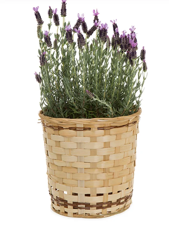 Bamboo plant basket / Eco-friendly organic bamboo tree planting basket made in VietNam