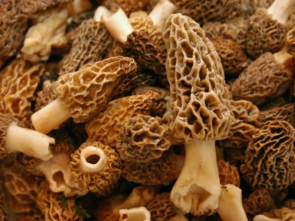Low Price Wholesale Premium Quality Long Lasting Fresh Morel Mushrooms - Made in Turkey