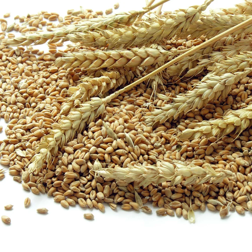 We Sell 100% Pure High Quality Wheat, At Low Price...