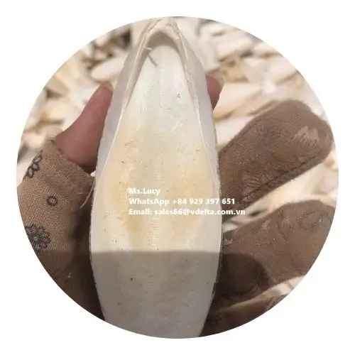 Экспорт высококачественного порошка для костей морской слепки/сушеная косточка морской слепки/вьетнамская косточка морской слепки мс. Люси + 84 929 397 651