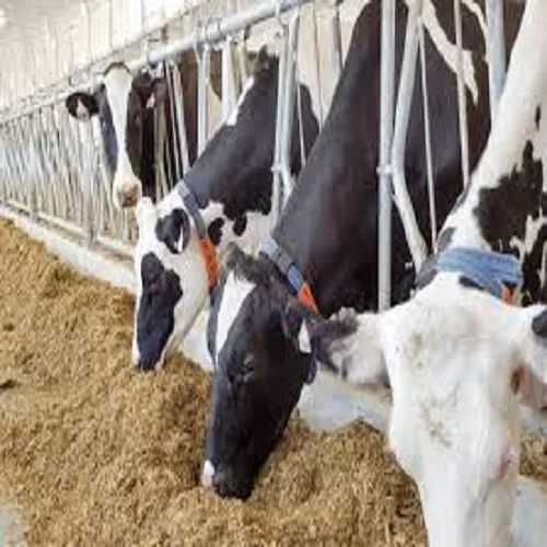 SOYA BEAN CATTLE FEED PELLET PKE PKC 18-24 % PALM KERNEL CAKE OIL CATTLE ANIMAL FEED CHICKEN COW, SHEEP GOAT IN Konya TURKEY