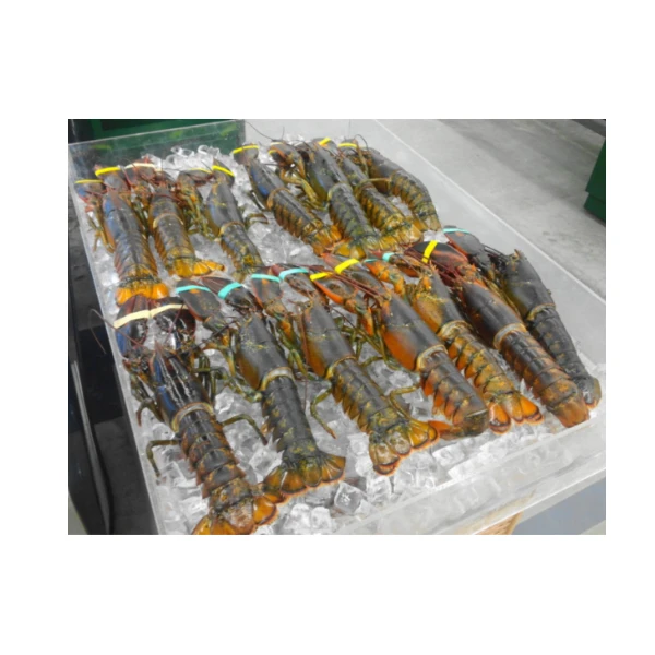 Wholesale Price of Natural Frozen Lobster Live Lobster and Frozen Lobster Tail