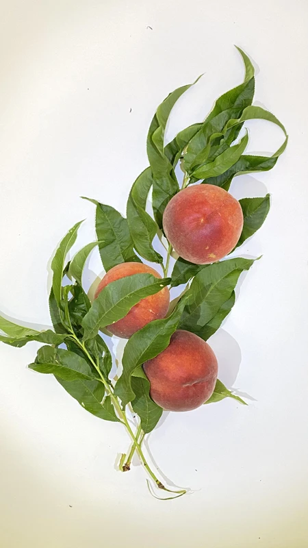Carefully Selected Wholesale Price High Premium Quality Organic Juicy Sweet Fresh Peaches