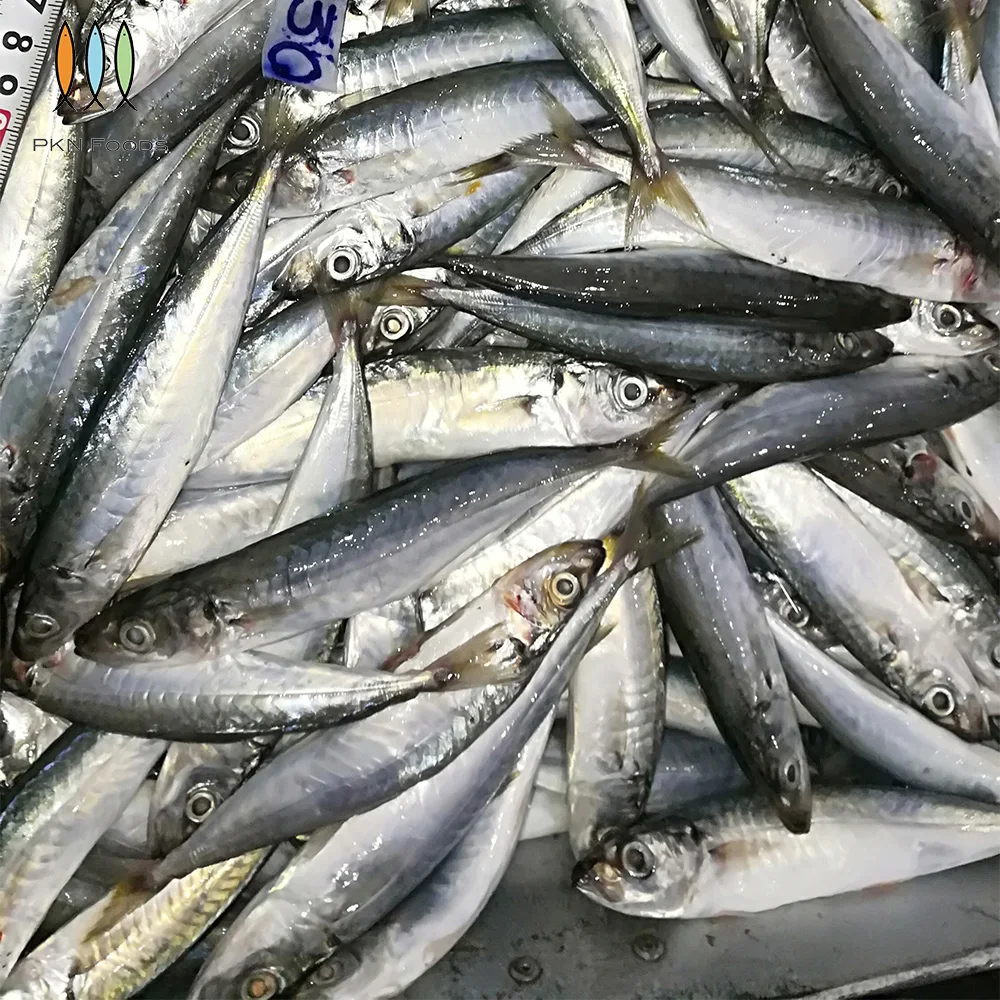 Seasonal Nature Whole Part IQF BLOCK Frozen Fresh Decapterus Macrosoma Layang Scad with 2 Years Shelf Life