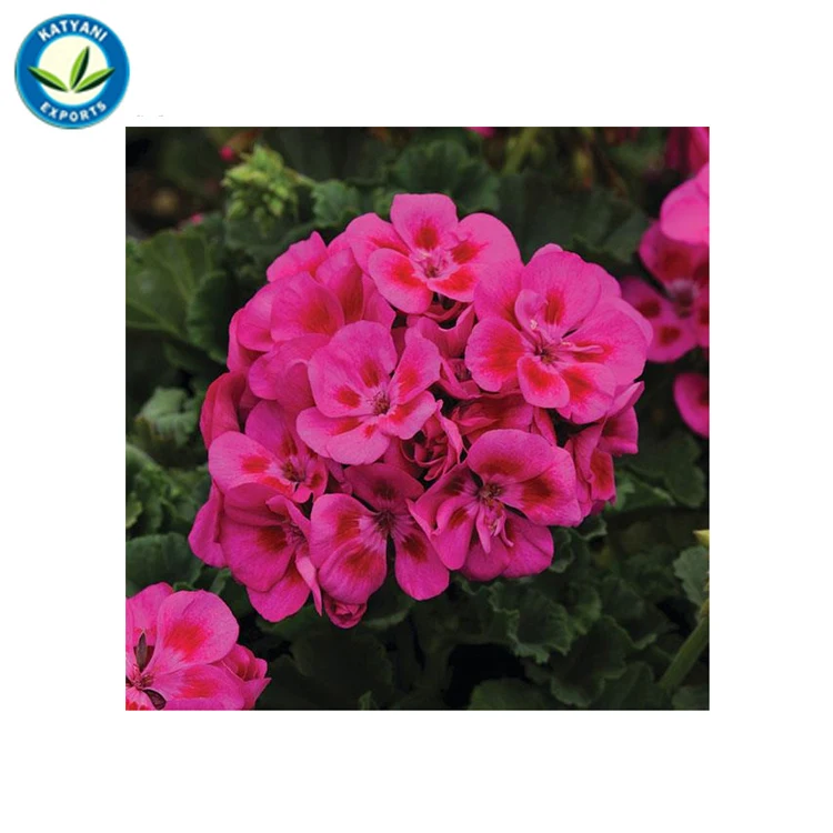 OEM Manufacturer Best Quality 100% Pure Organic Natural Geranium Flower Essential Oil from India