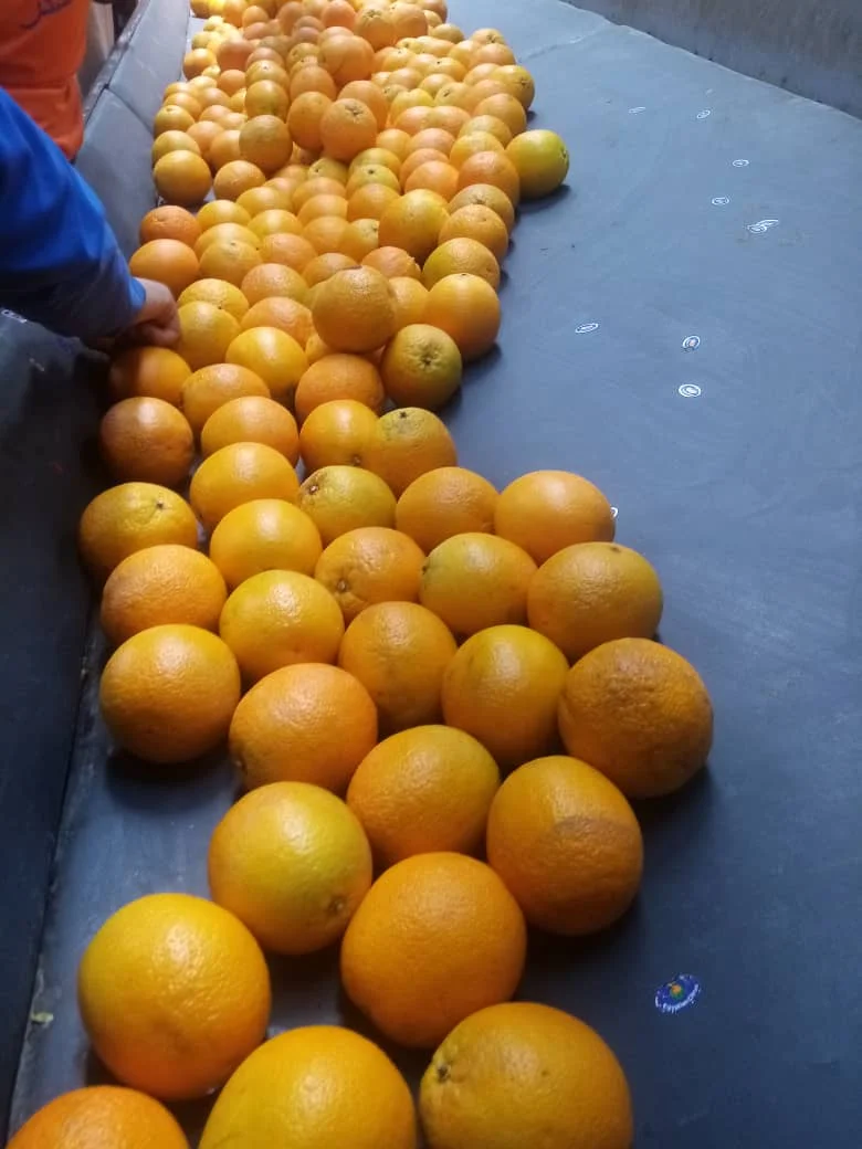 HIGH QUALITY JAFFA ORANGE FROM EGYPT