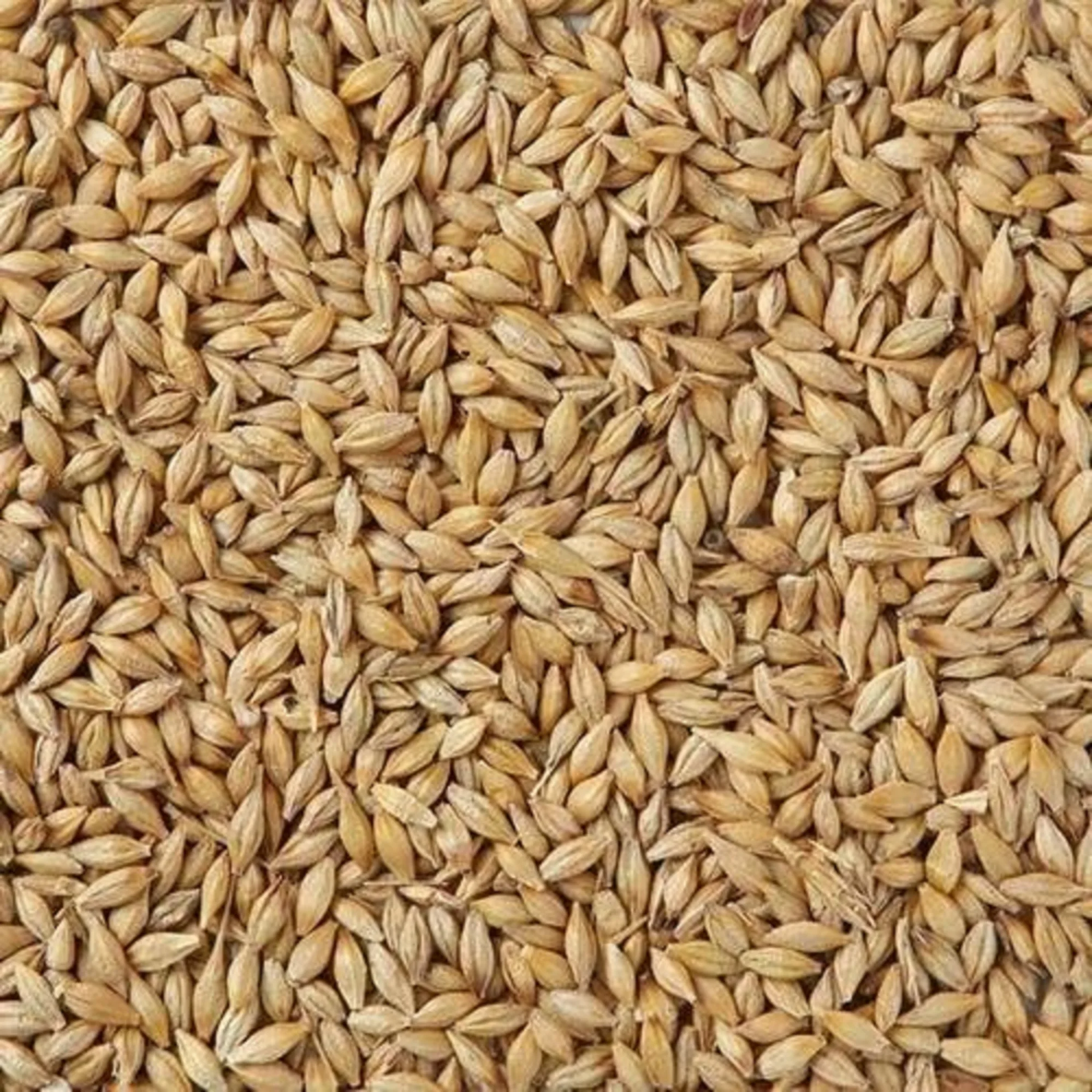 100% Organic Barley For Animal Feed and Human Consumption