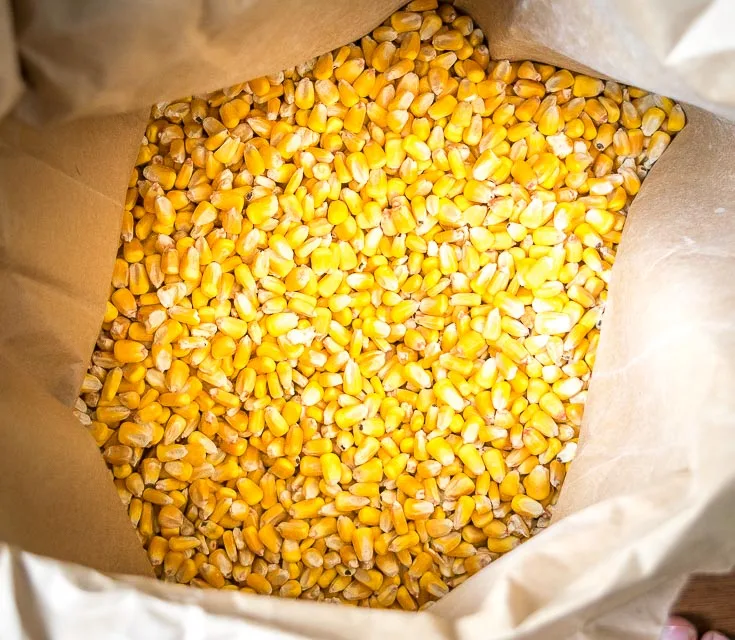 Wholesale Price  Yellow Corn Maize Seeds 100% Natural Quality Corn Seeds For  human consumption and Poultry Animal Meal world