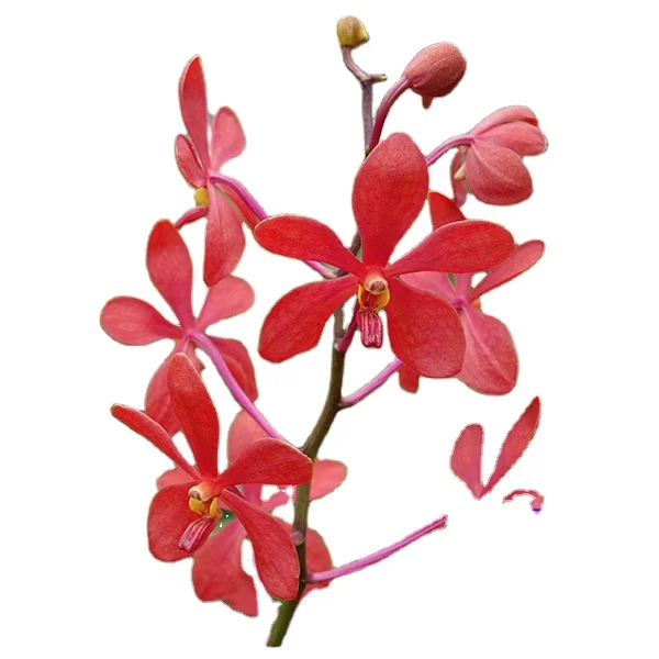 
Fresh Mokara Orchids Red 