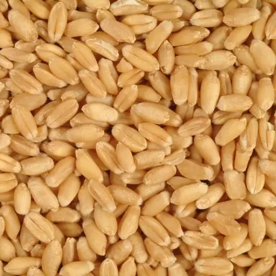 Высококачественное зерно пшеницы для экспорта по хорошей цене