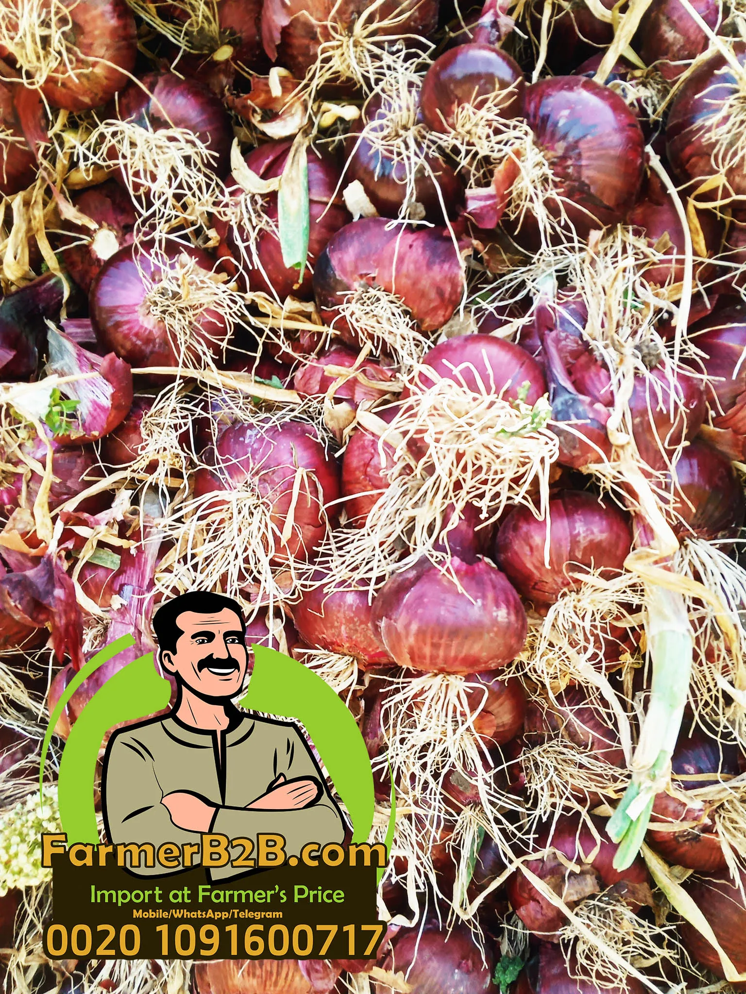 2021 NEW crop 100 mm Fresh Red Onion SUPER Quality VERY COMPETITIVE Prices