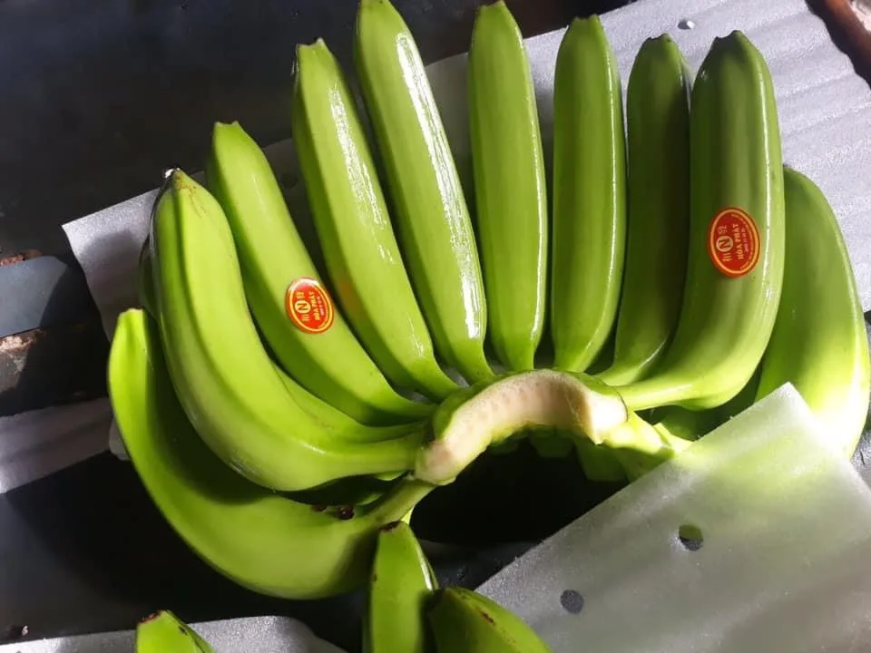 HIGH QUALITY BANANA, GOOD FRUIT FOR HEALTH