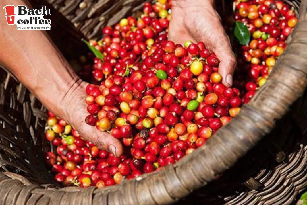 Genuine Vietnamese Medium Roast/ Coffee Beans Arabica and Robusta Strongest / Most Delicious Coffee Beans