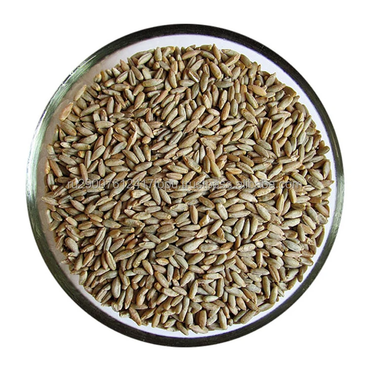 Selected grains of rye are a natural source of strengthening the immune system low prices, rye grain