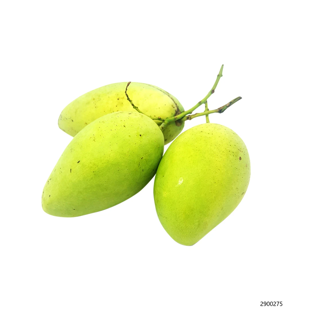 FRESH CAT CHU MANGO FRUIT FROM VIETNAM