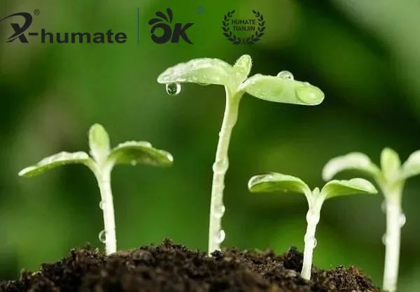 Leonardite Natural Acido Humico Powder 60% Humic Acid Organic fertilizer