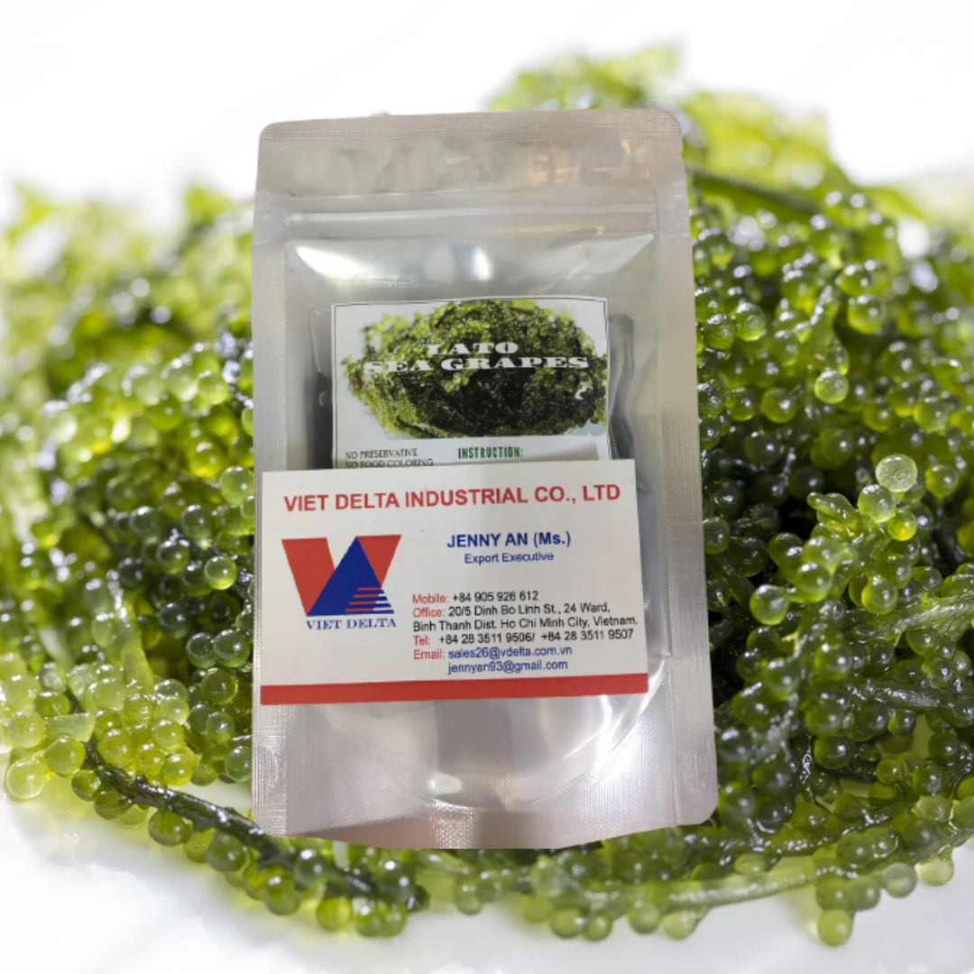 
Organic Sea Grapes - Japanese Umibudo Green Caviar - Delicacy Seaweed - Dehydrated, Marinated Lato Seaweed in Salt 