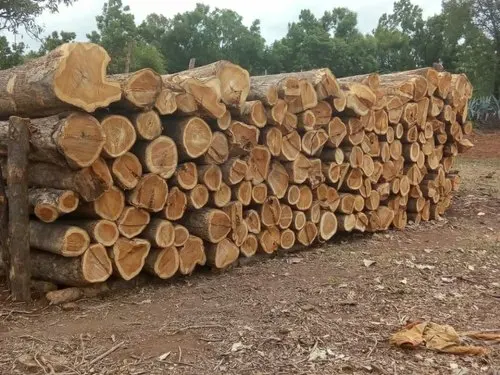 paulownia edge glued panel board balsa wood for coffin Wholesale paulownia balsa wood boards balsa ecuador teak