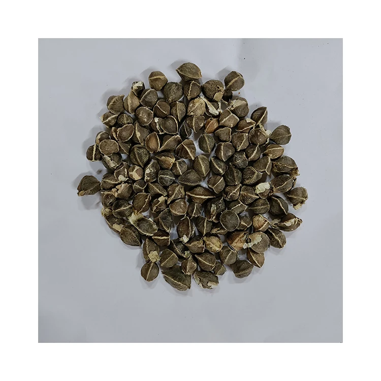 Wholesale Moringa Seeds Factory Price Moringa Seeds