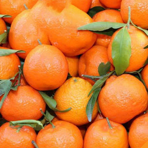 sweet kinnow mandarin citrus fruit from Pakistan Bulk Price