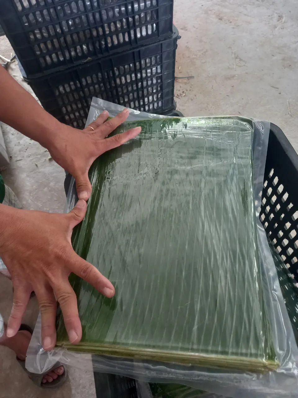 Свежие банановые листья из вьетнамских банановых листьев оптовые поставщики