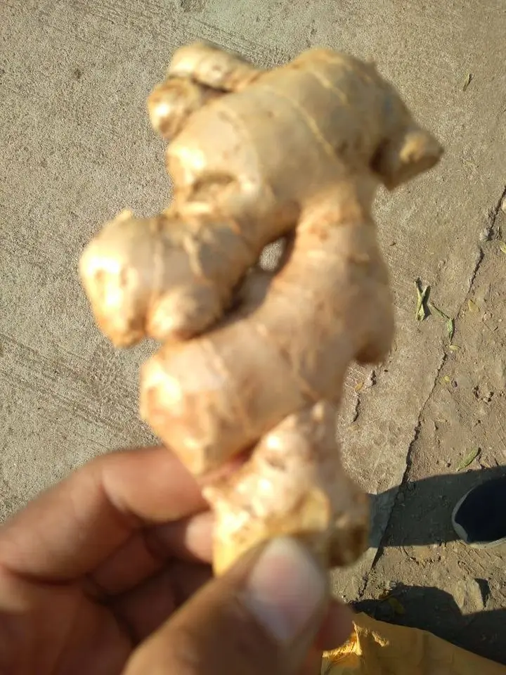 
Wholesale Natural Fresh Ginger From Thailand 