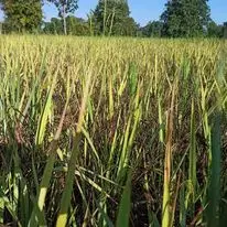 Очень полезный тёмно-фиолетовый 100% натуральный рисовый рис из Таиланда