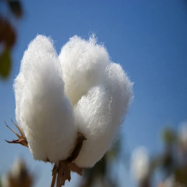  100% Cotton Comber Noil/ Raw Cotton/ Lickerin/ Flat