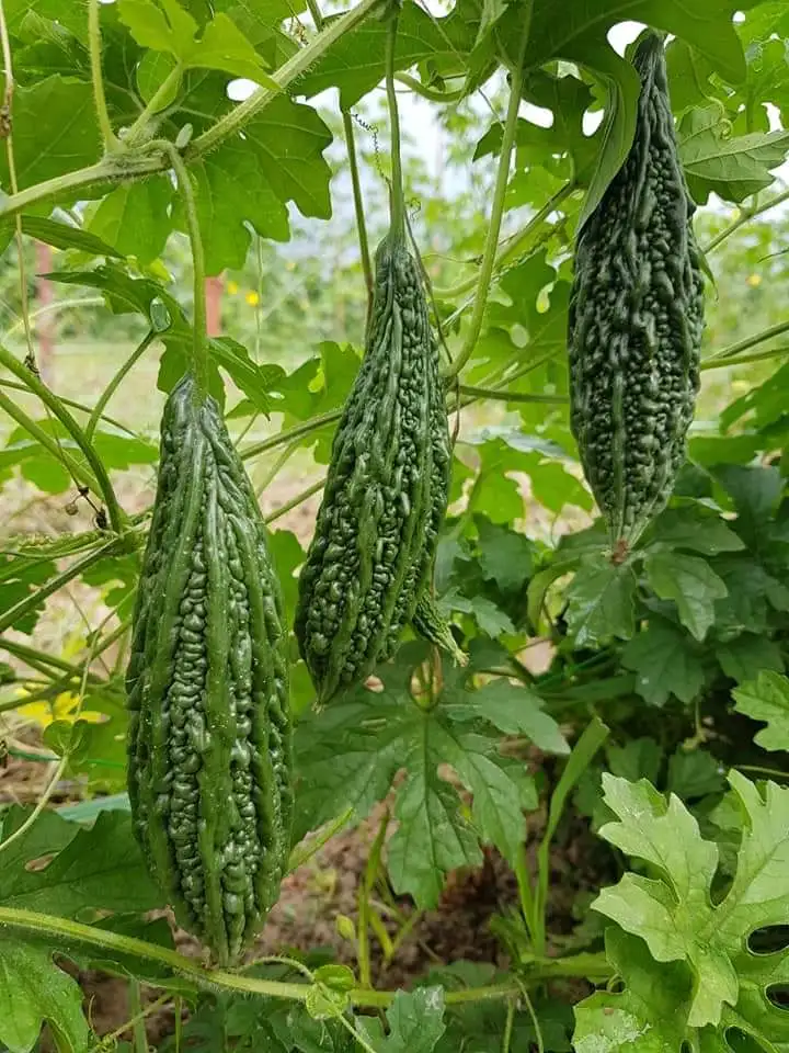 
Supply High Quality Bitter Melon Seeds/Bitter Gourd Seeds For Cultivation Ready to Ship 