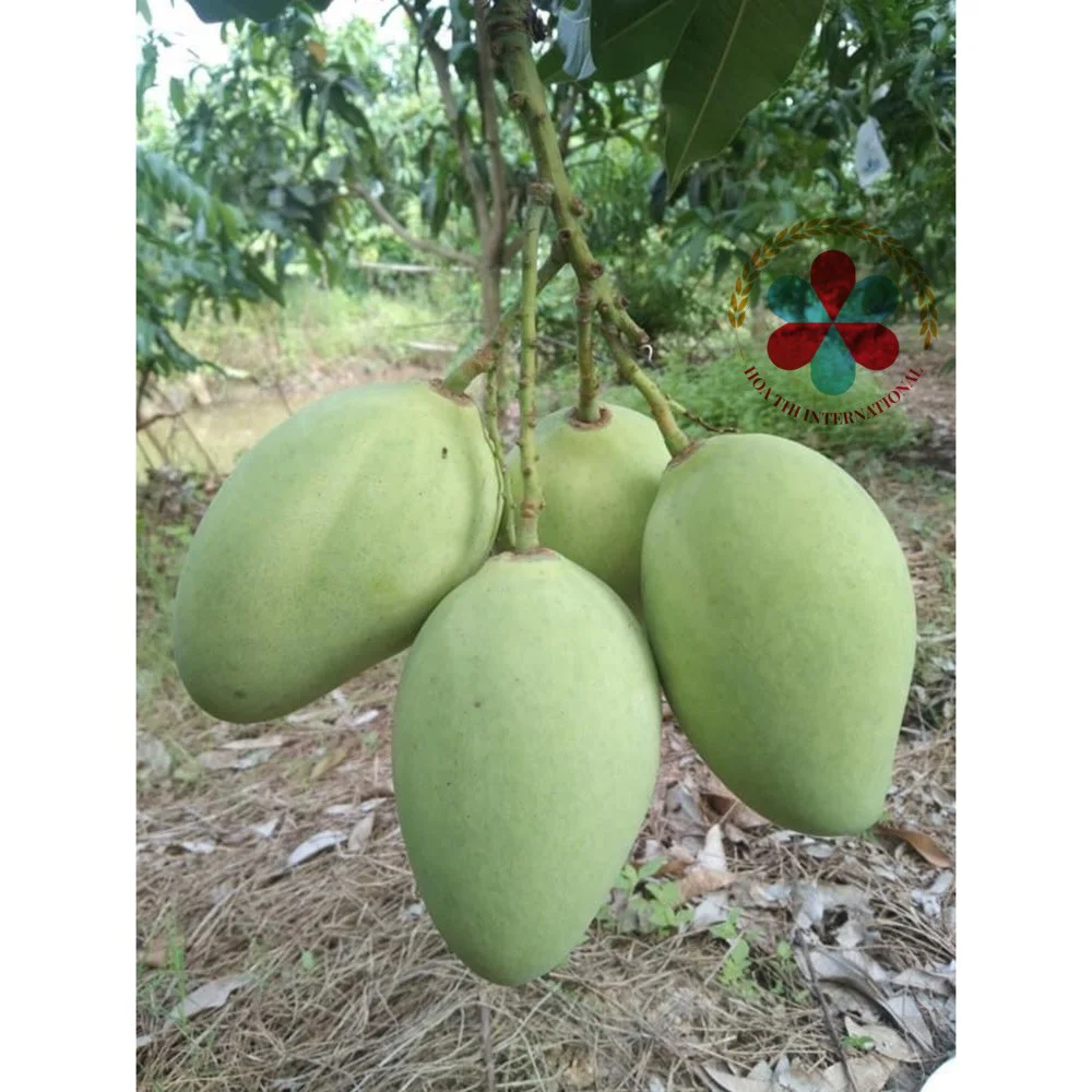 High Quality Globally Selling Fresh Mango from VietNam with  competitive price export for European and Japan  Free sample
