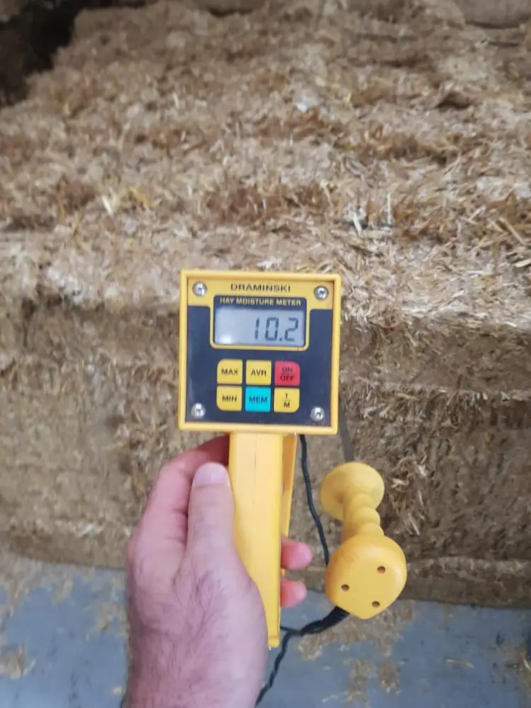 Wheat straw for animal feed