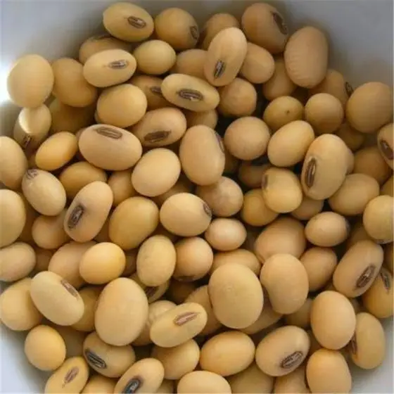 
Yellow Soya Bean , Crispy Yellow Soybean 