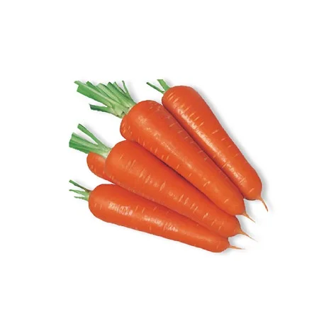 Wholesale fresh carrot for Sale