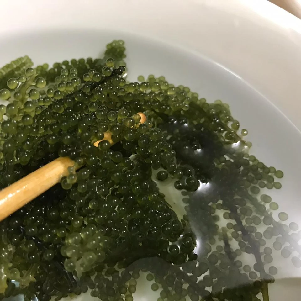 
TOP QUALITY Premium Quality Fresh Seagrapes/Salted seagrape /Dehydrated Green Caviar W/A+84 90 335 49 81 ( Kim ) 