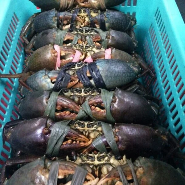 fresh-live-mud-crab.jpeg