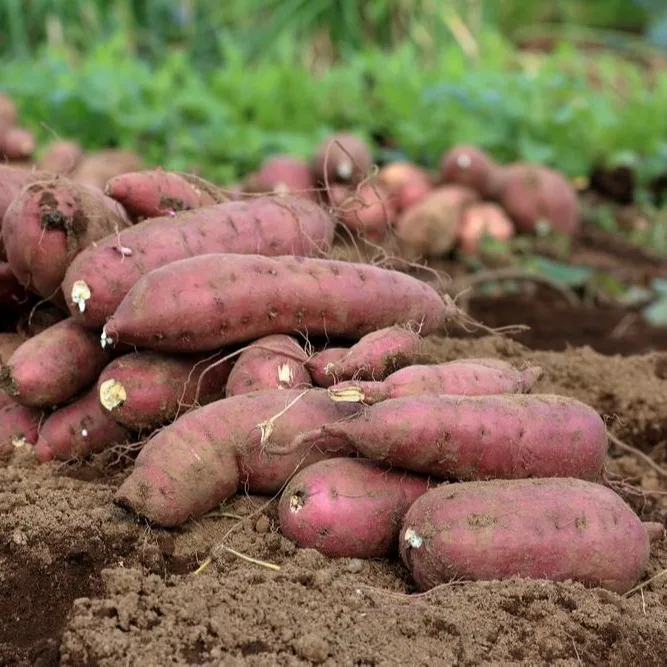 Fresh Sweet Potatoes Vegetable available at low rate