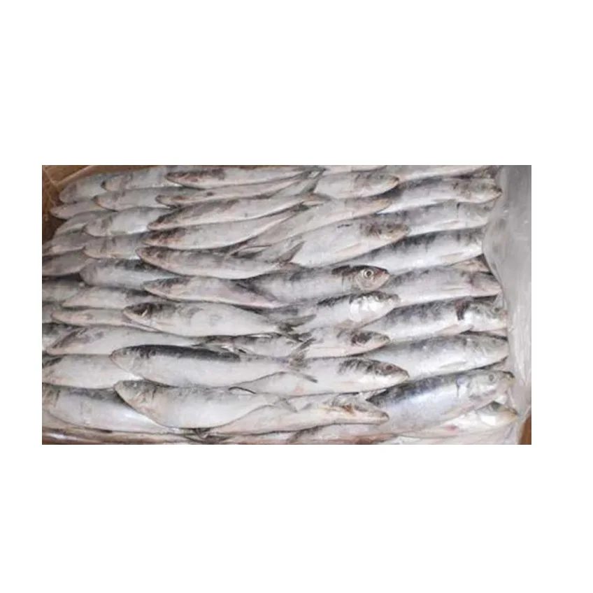 Hot Sale Good Quality Fresh Frozen Sardine Fish Wholesale Low Price from Indonesia