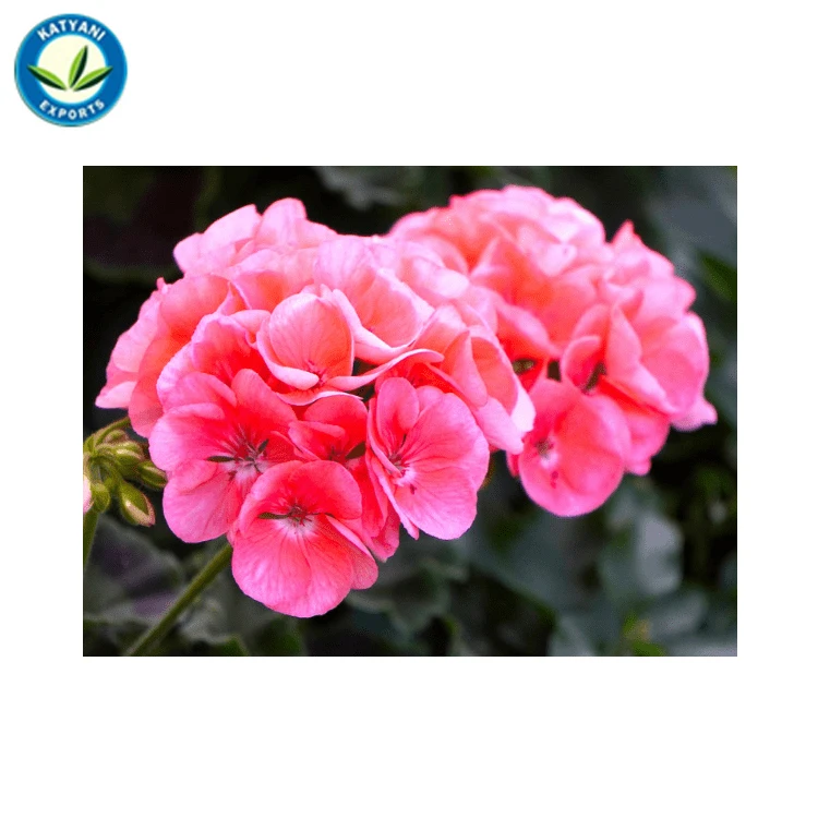 OEM Manufacturer Best Quality 100% Pure Organic Natural Geranium Flower Essential Oil from India