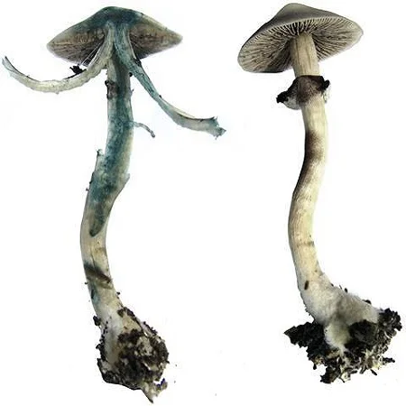 
CUBENSIS MAGIC MUSHROOM FROM NETHERLANDS 