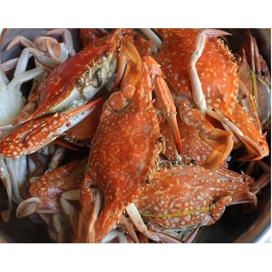 Wholesale Fresh Whole Natural Seafood Raw Meat Food Air-Dried Ground Spider Crab  For Cook From Private Label In Vietnam